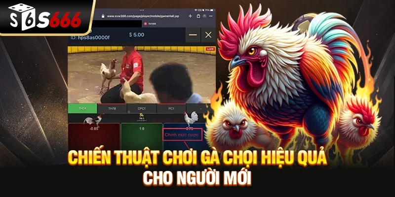 Chiến thuật chơi Gà chọi hiệu quả cho người mới