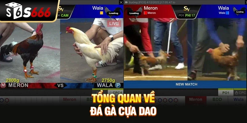 Tổng quan về Đá gà cựa dao